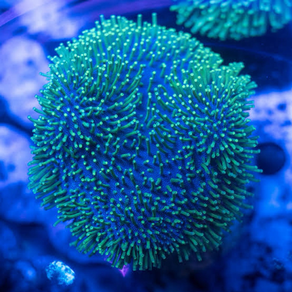 coral payungan hijau green toadstool softies