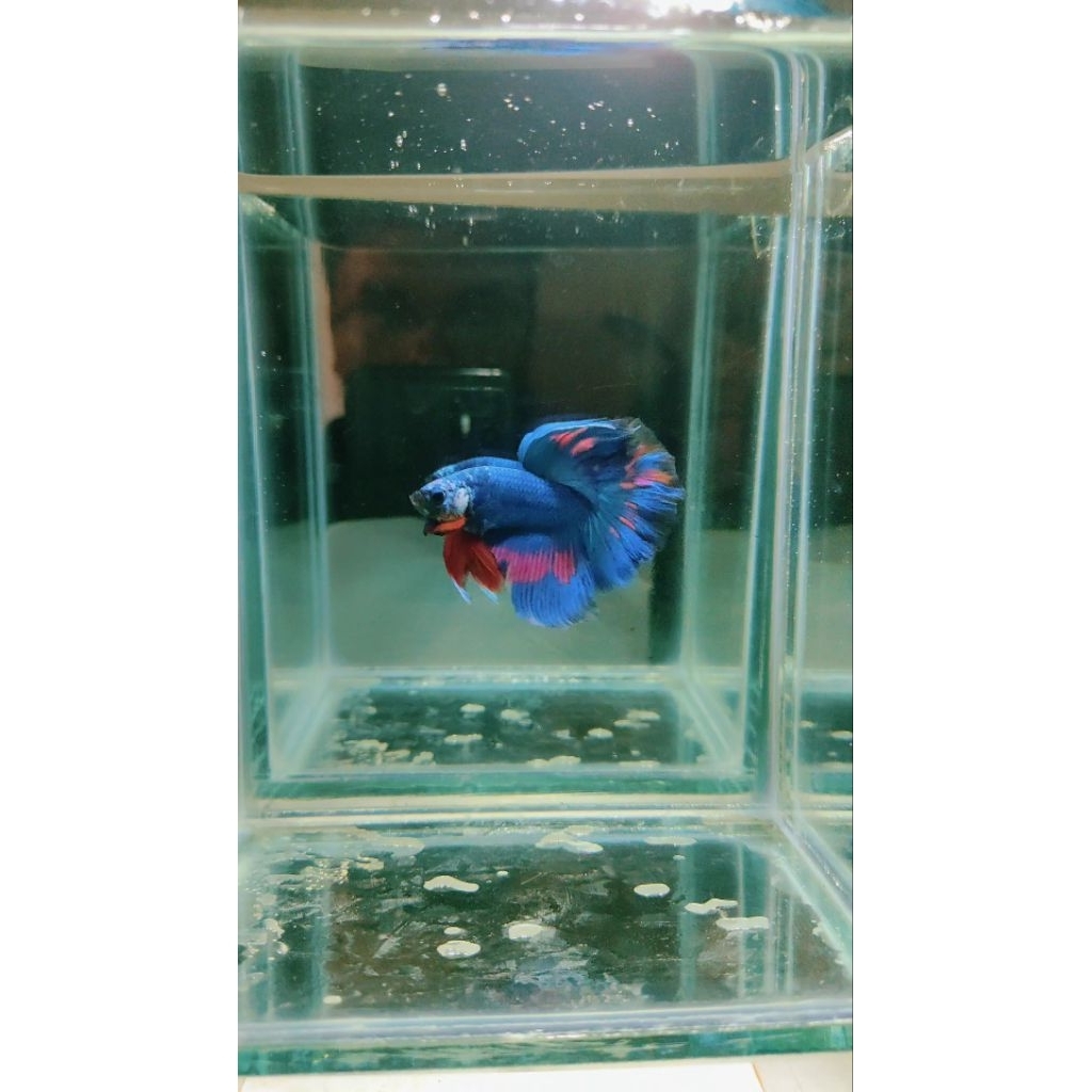 ikan cupang HM Gordon blue L