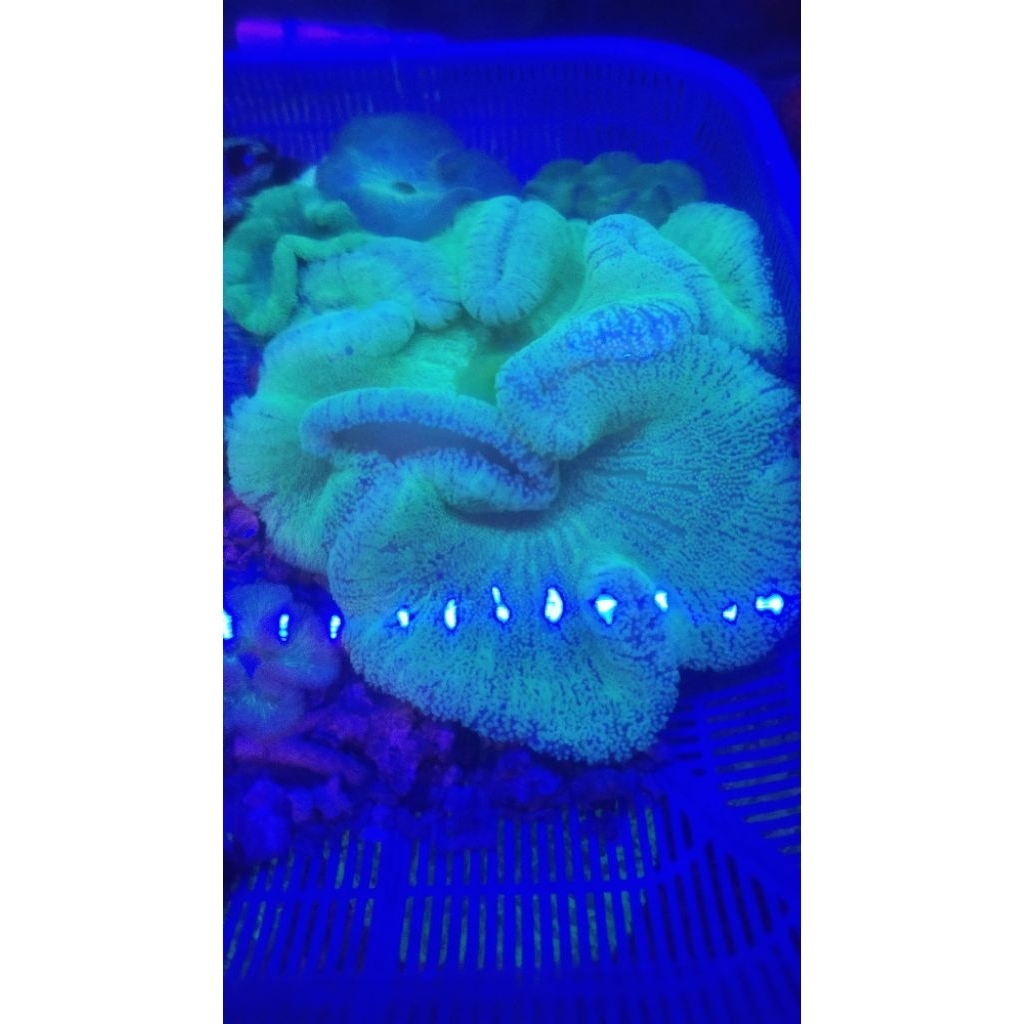 ANEMON KARPET HIJAU METALIK SIZE XL