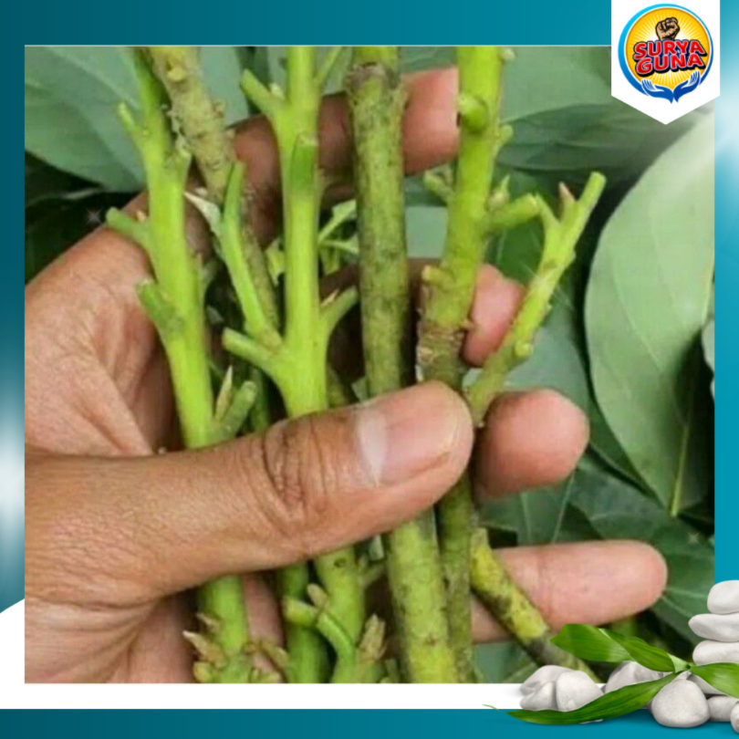 Jual Entres Alpukat Miki Entres Alpukat Yang Bagus