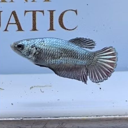 Betta (Cooper Female)