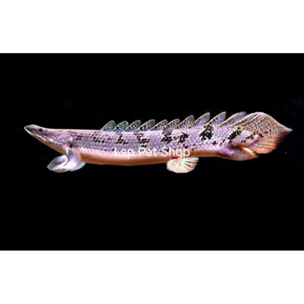 Ikan Hias Palmas Endlichery Ukuran 19-20 Cm Pilihan Kualitas Terbaik