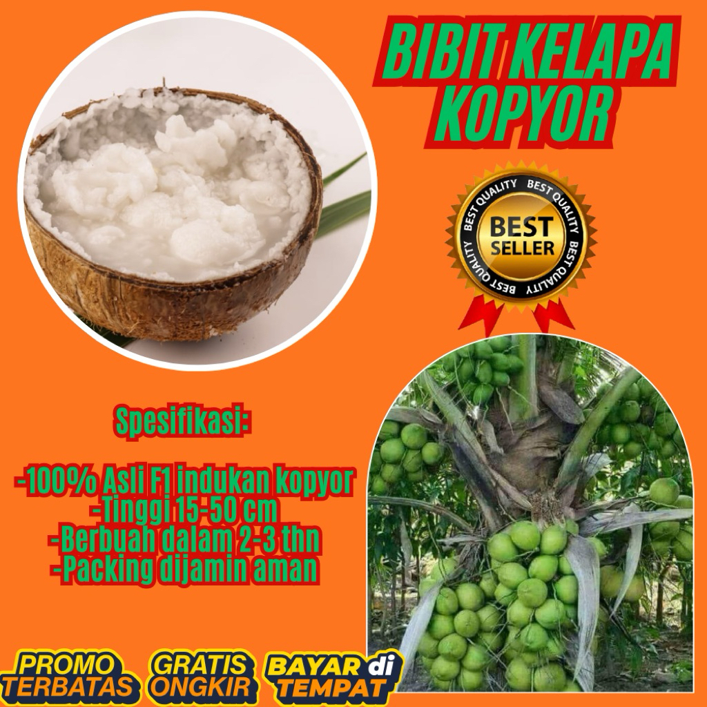 DIJAMIN ASLI  Pohon Kelapa Kopyor Kultur Jaringan, Pohon Kelapa Kopyor Madu