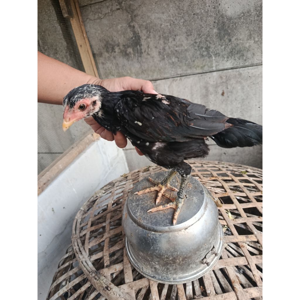 ayam pakoy ( olan x rubycon) betina