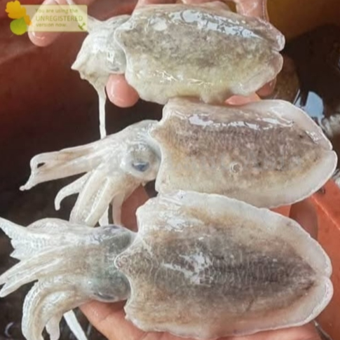 Cumi 1Kg Cumi Segar Cumi Basah Segar Cumi Sotong Cumi Balakutak Segar Cumi Blakutak Hitam Segar Seaf