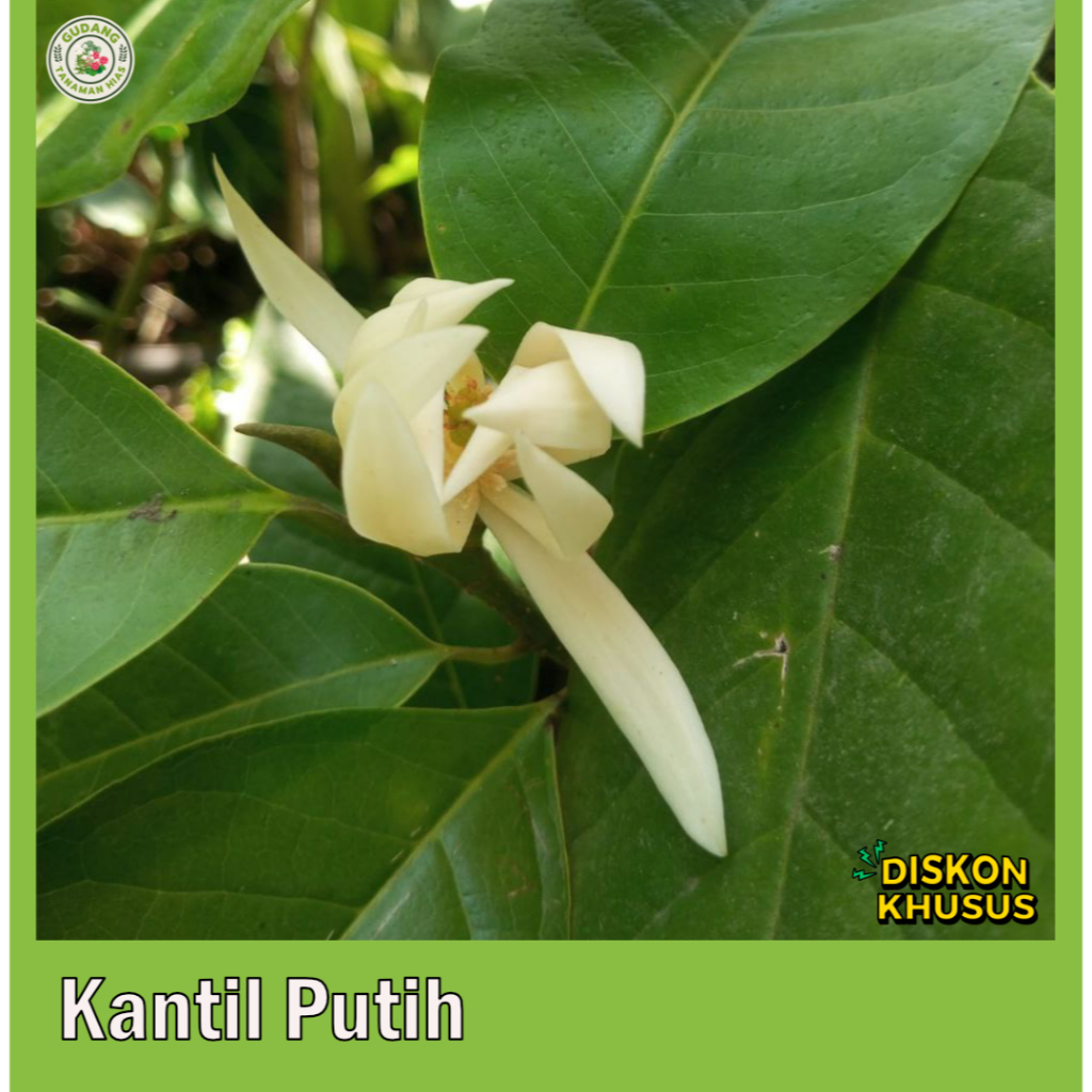 Pohon Kantil Putih Wangi Tinggi 120cm Berbunga | Tanaman Hias Aromatik Bunga Putih Harum Sepanjang H