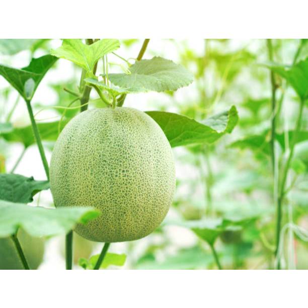 ADA BONUS - Bibit Melon Madu Hijau