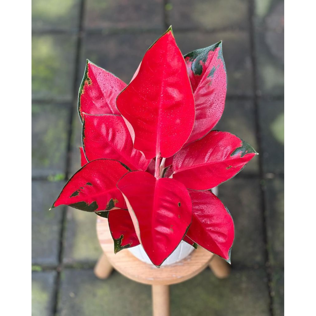 tanaman hias bunga aglonema bermacam