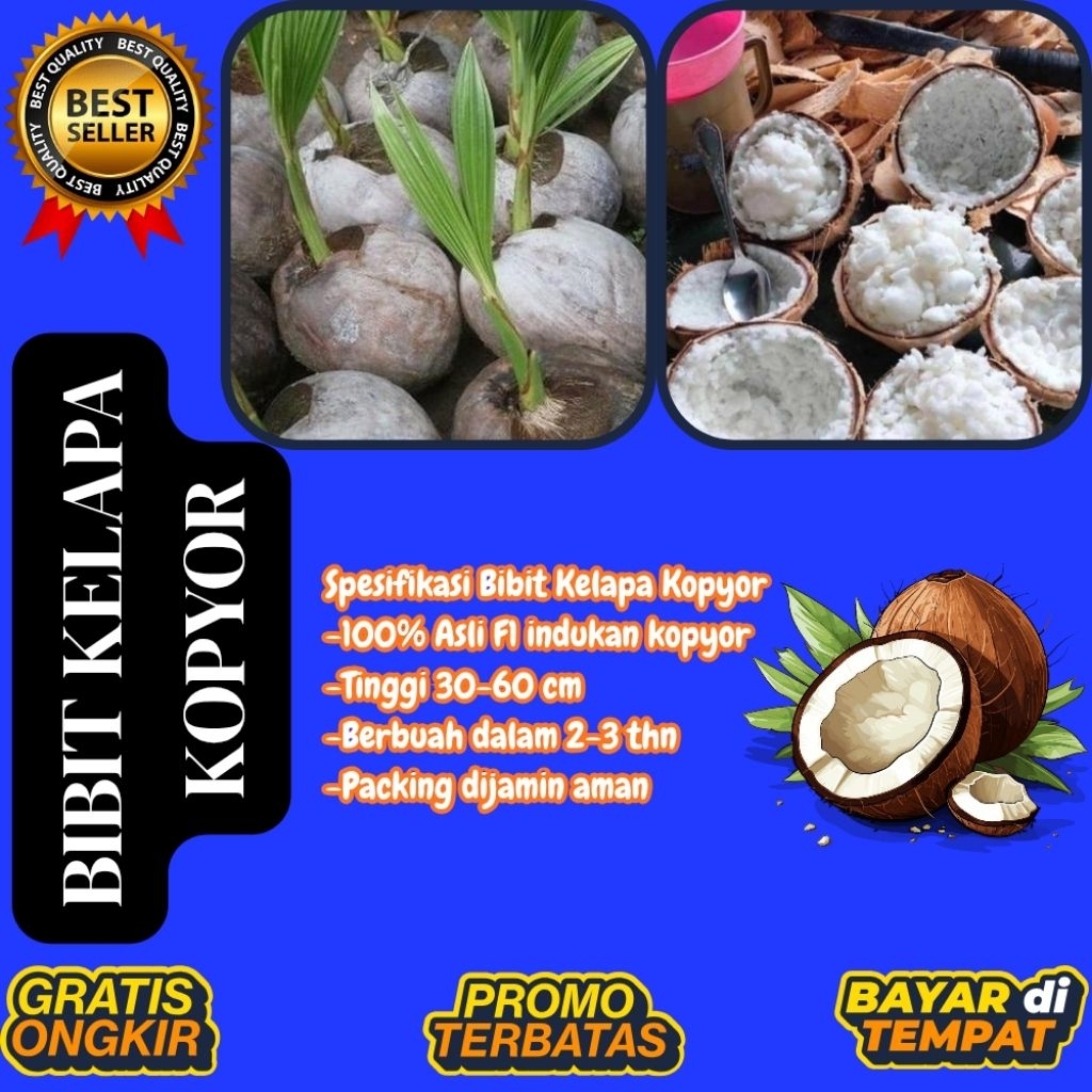 PROMO  Bibit Kelapa Kopyor, Bibit Kelapa Kopyor Asli, Bibit Kelapa Kopyor Bersertifikat
