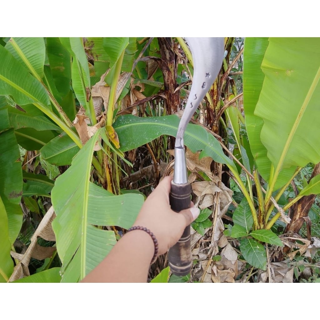 alat tradisional arit rumput dan ranting bintang 9ss jumbo asli Madura