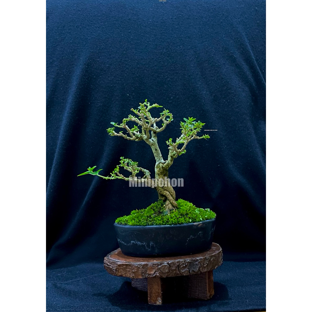 Bonsai shito sancang