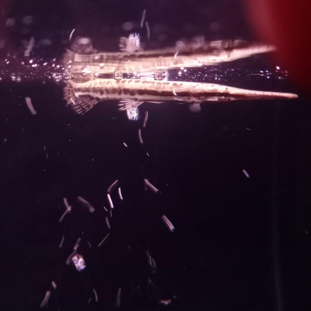 Florida Gar 12 cm | Dijual cepat | Cilodong depok