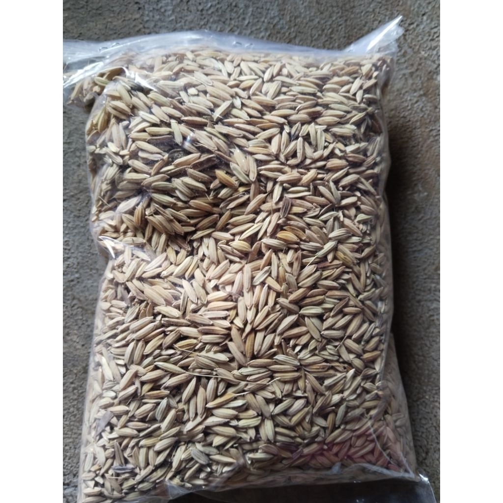 GABAH KETAN HITAM ORIGINAL 1KG