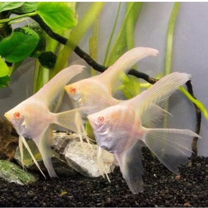 Manfish red eye ikan hias aquascape