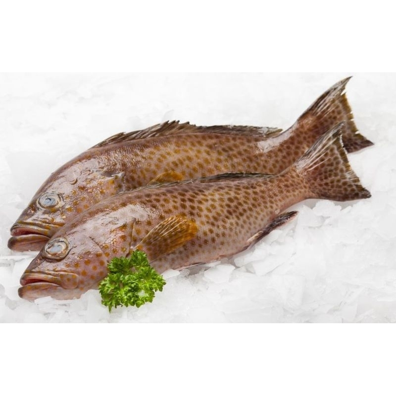 [ AMISAN IKAN LAUT/ TAWAR 500gr  ] SALMON - KAKAP - KERAPU - NILA - EKOR KUNING - GINDARA - TONGKOL 