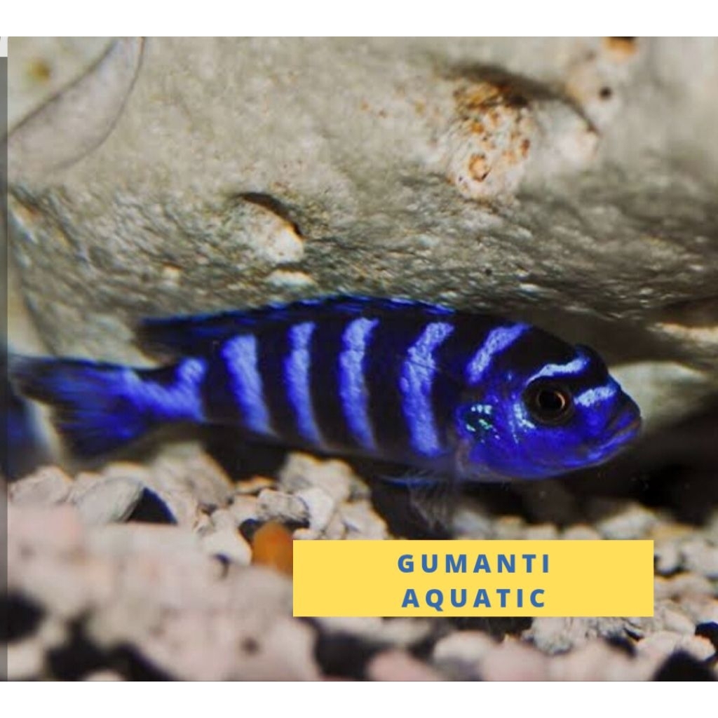 hiasan akuarium cichlid demasoni siclid demasoni