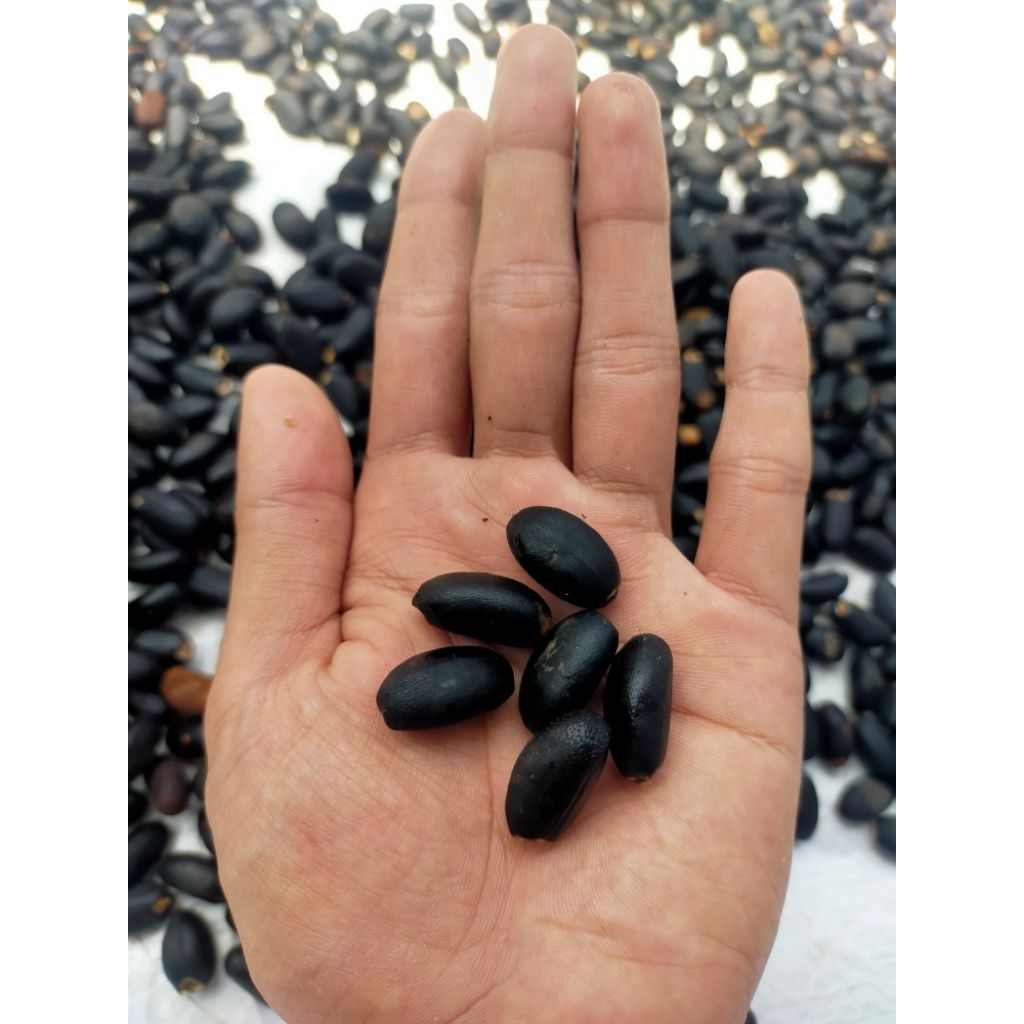 bibit biji jarak pagar