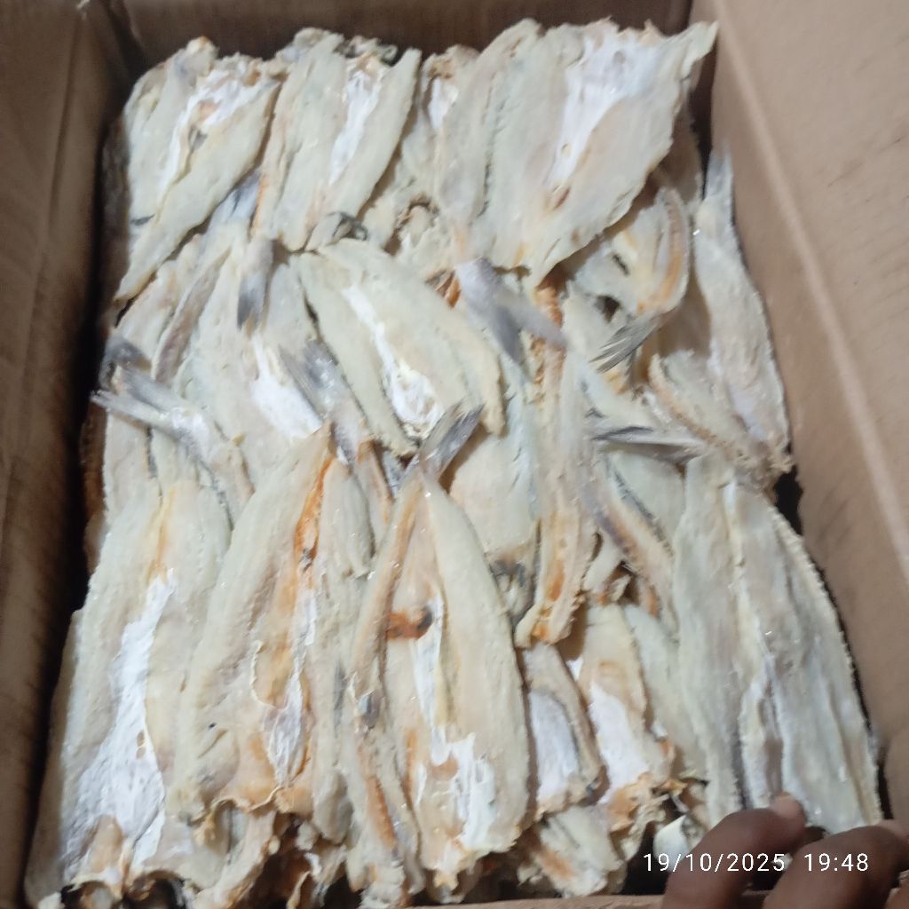 Ikan asin Gabus laut / bloso belah