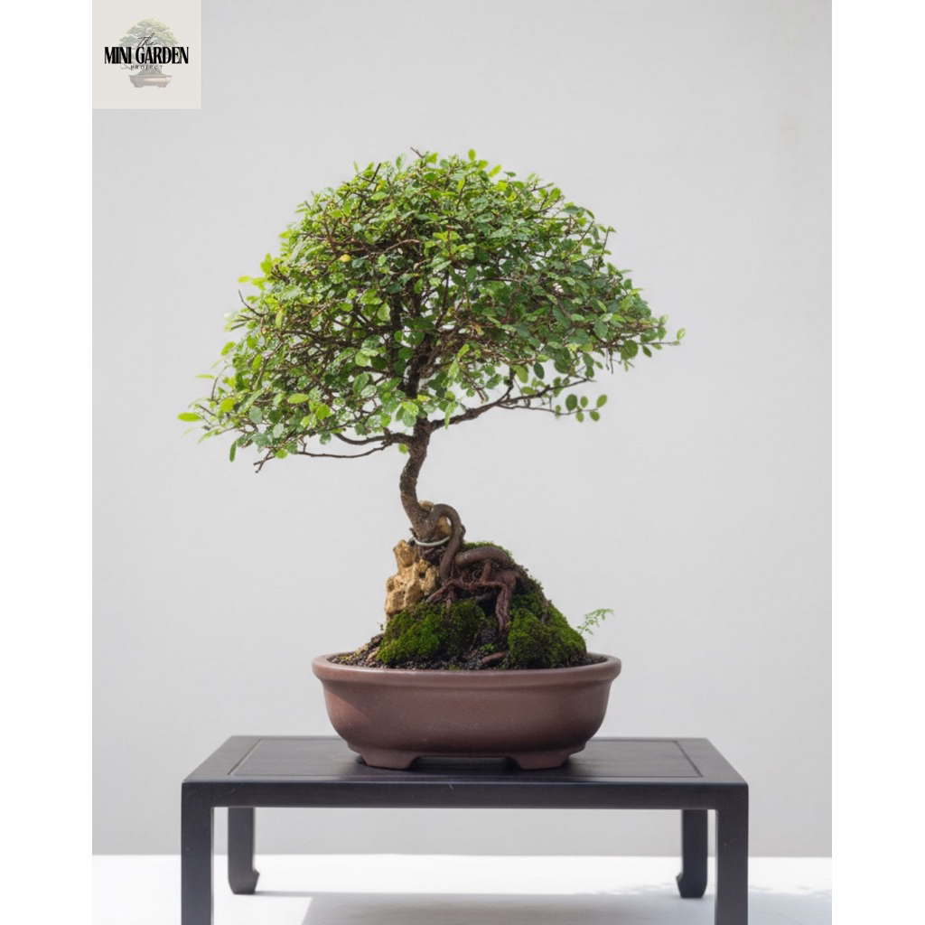 Bonsai Ulmus Super Micro OTR Small