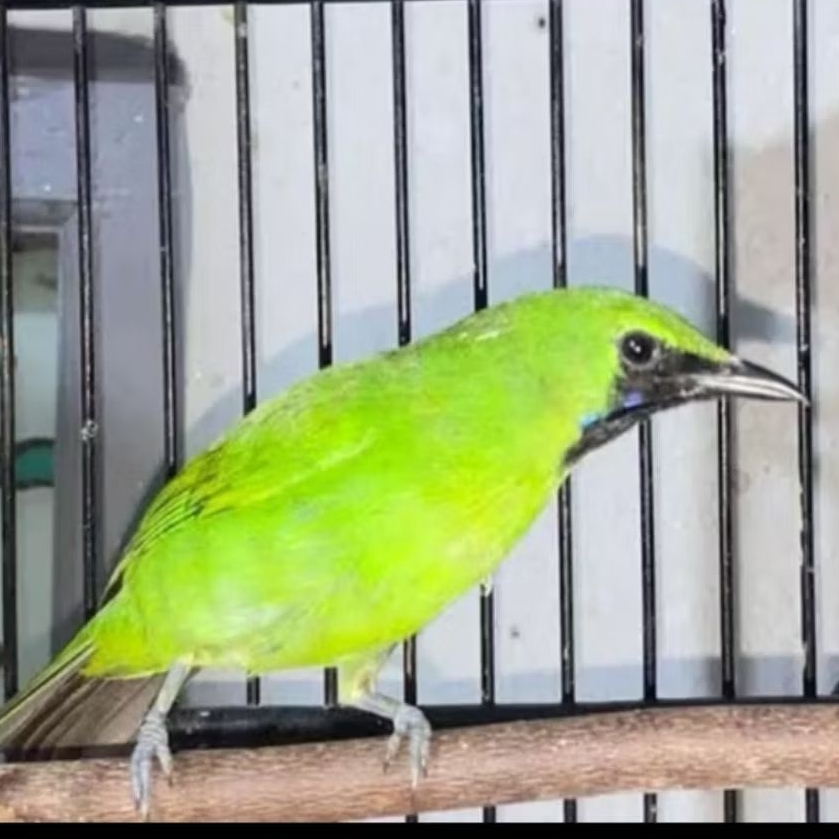 C IJO MINI JANTAN PILIHAN