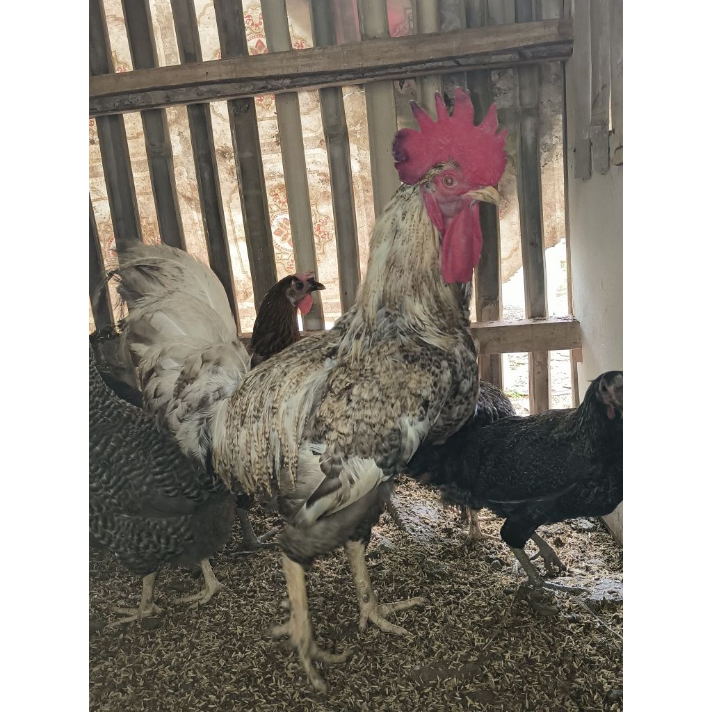 Telor Tetas ayam Kuntara 4