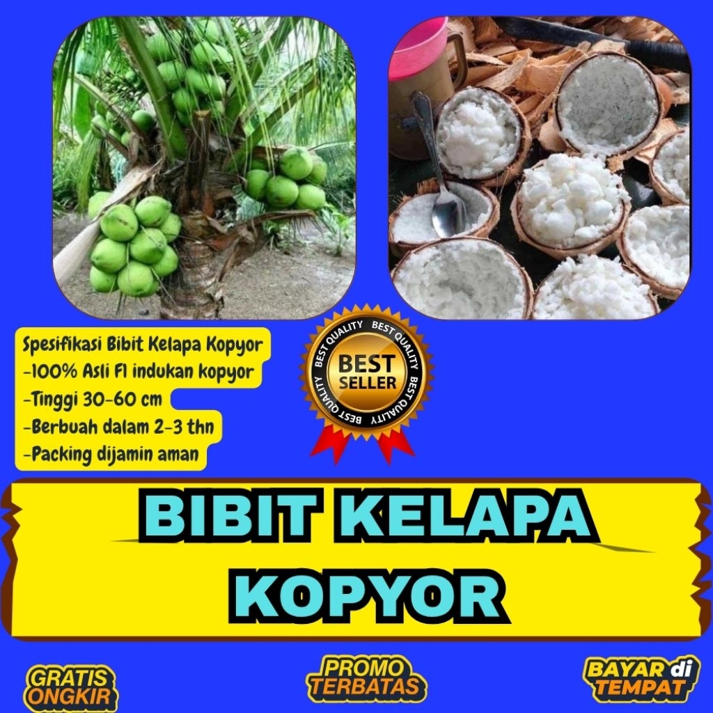 LANGSUNG DARI INDUKAN  Bibit Kelapa Kopyor Asli