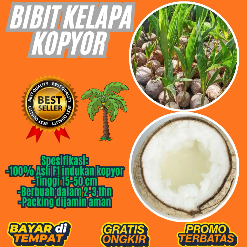 TERPERCAYA  Bibit Kelapa Kopyor Trubus