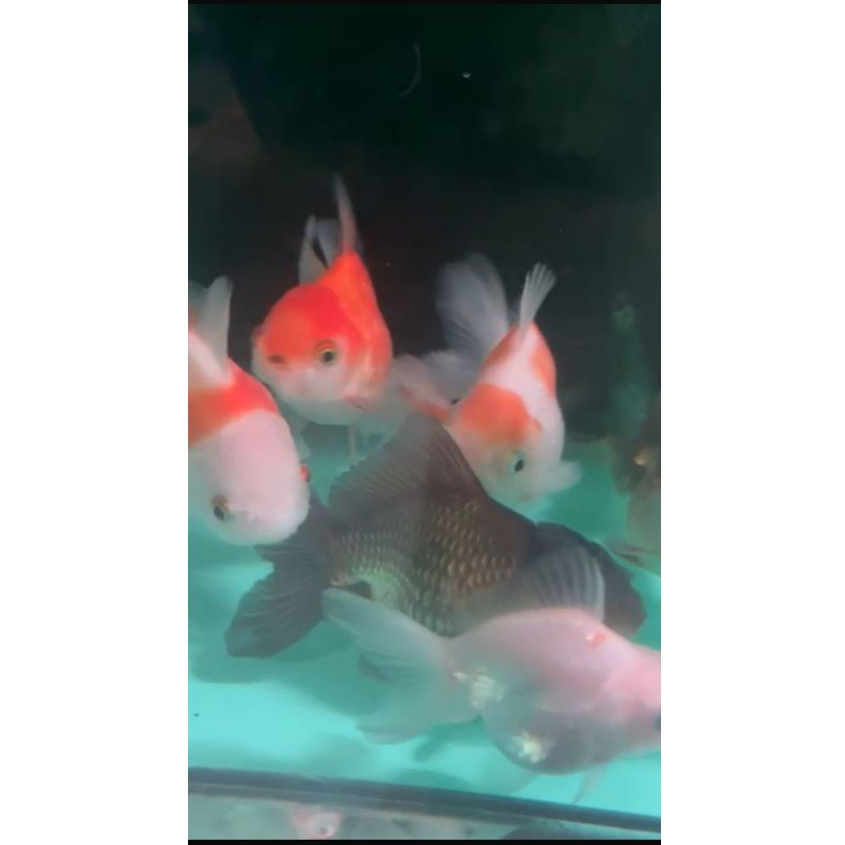 Koki Oranda Panca warna, redwhite Goldfish 3 pcss