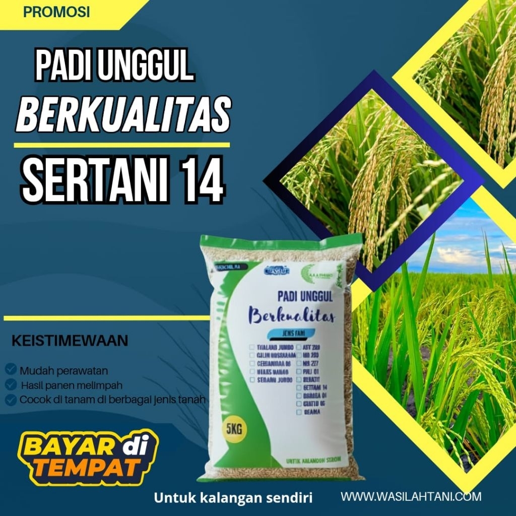 BENIH PADI UNGGUL SERTANI 14 ORIGINAL PADI UNGGUL KEMASAN 5KG