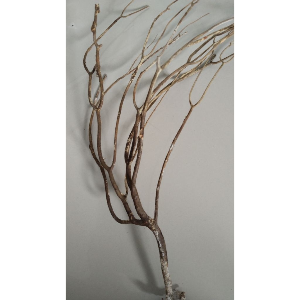 hobby uli gadang nusa satu pohon bahan permata