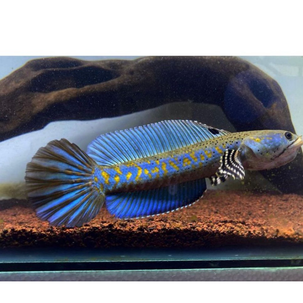 CHANA BLUE PULCRA 9-10 cm spek bahanan kontes