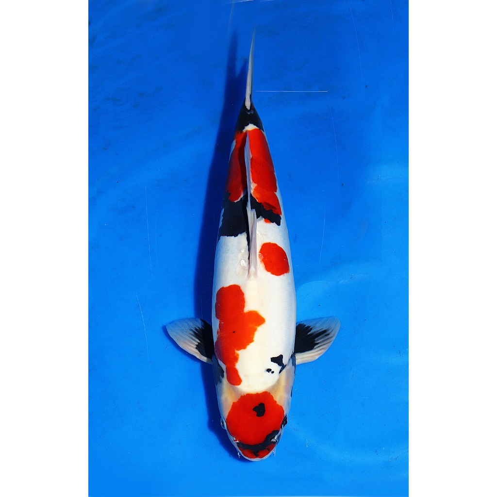 Koi Import Doitsu Showa Shinoda Koi Farm Size 50 cm