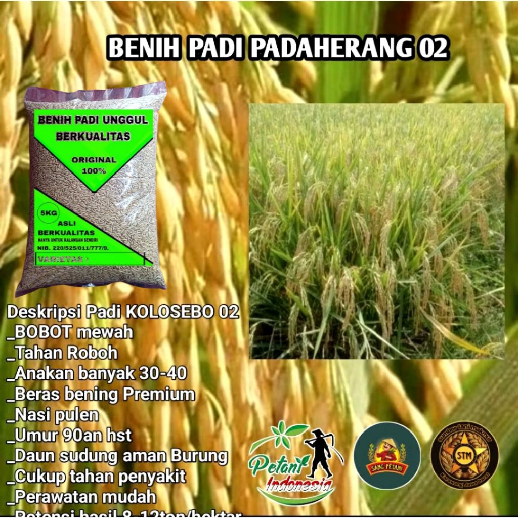 (5KG)Benih Padi Unggul PADAHERANG02 ORIGINAL PREMIUM