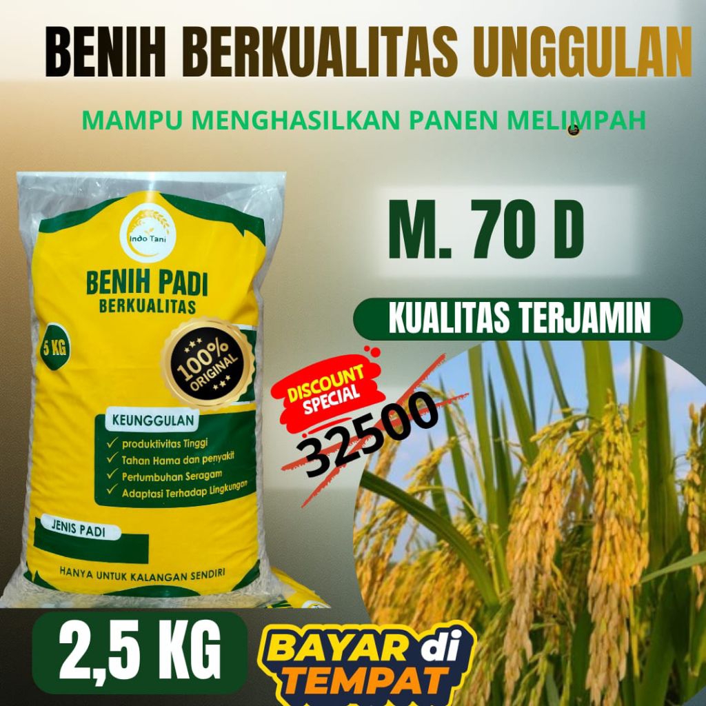 Benih padi unggul M70D berkualitas 2,5.Kg benih padi m70d