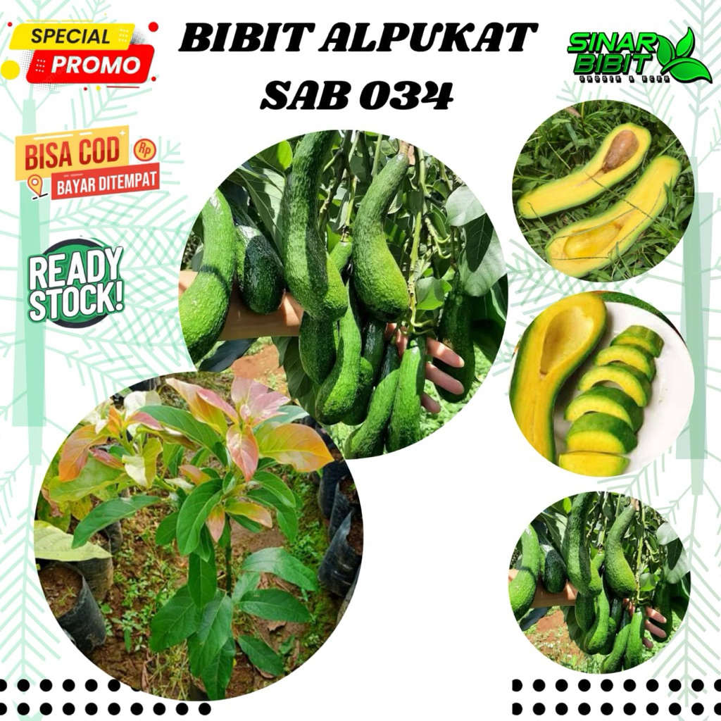 bibit alpukat SAB034