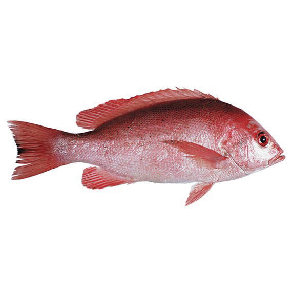 Ikan Kakap merah 1kg