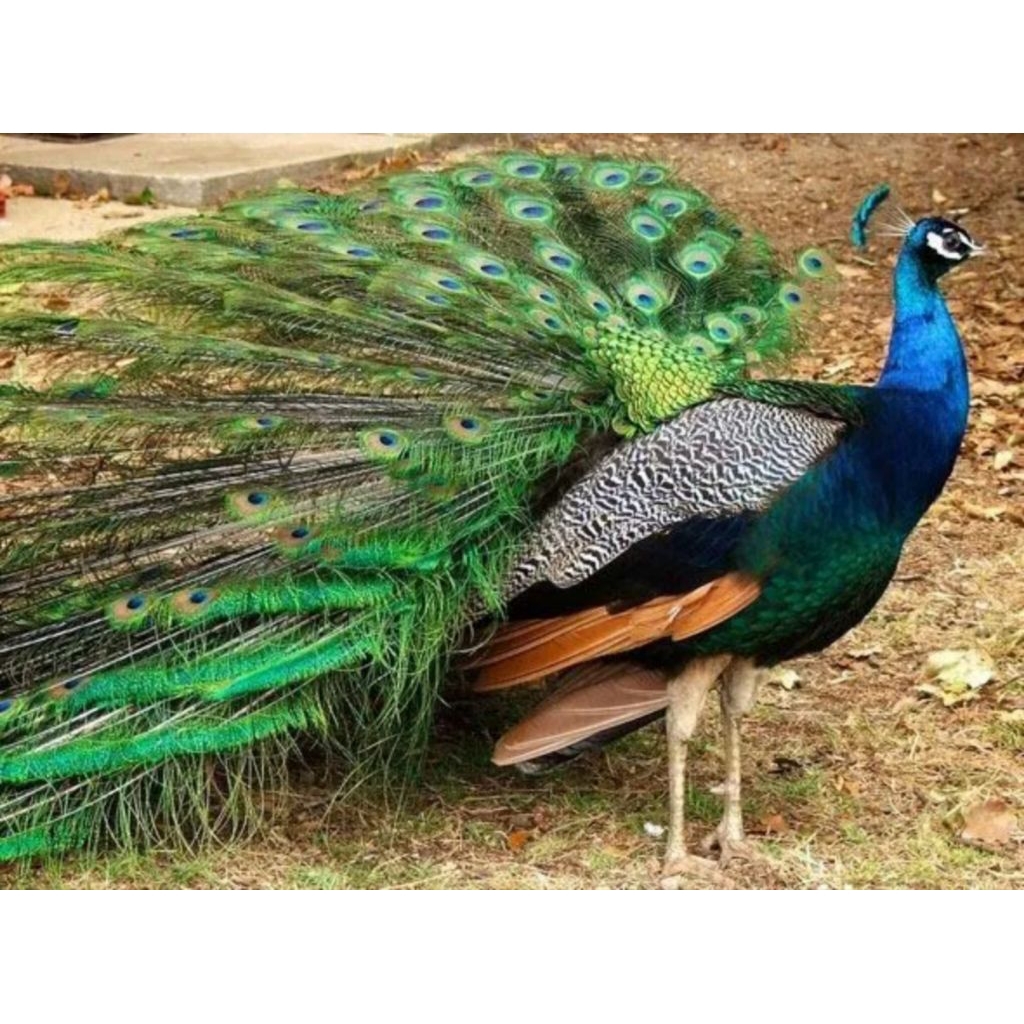 TELUR AYAM HIAS MERAK JUMBO FERTIL ASLI SIAP UNTUK DITETASKAN BERGARANSI.