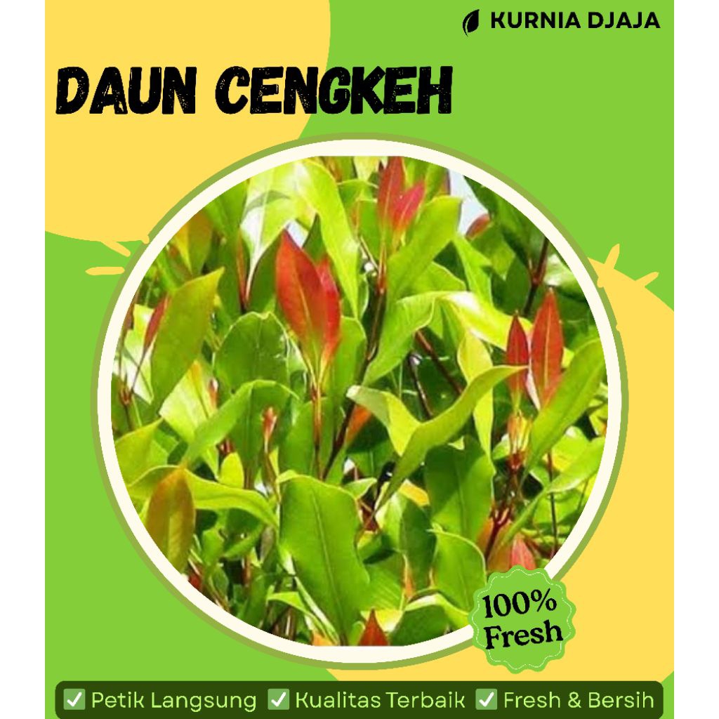 Daun Cengkeh Segar 100 Helai / Daun Cengkeh Basah / Daun Obat