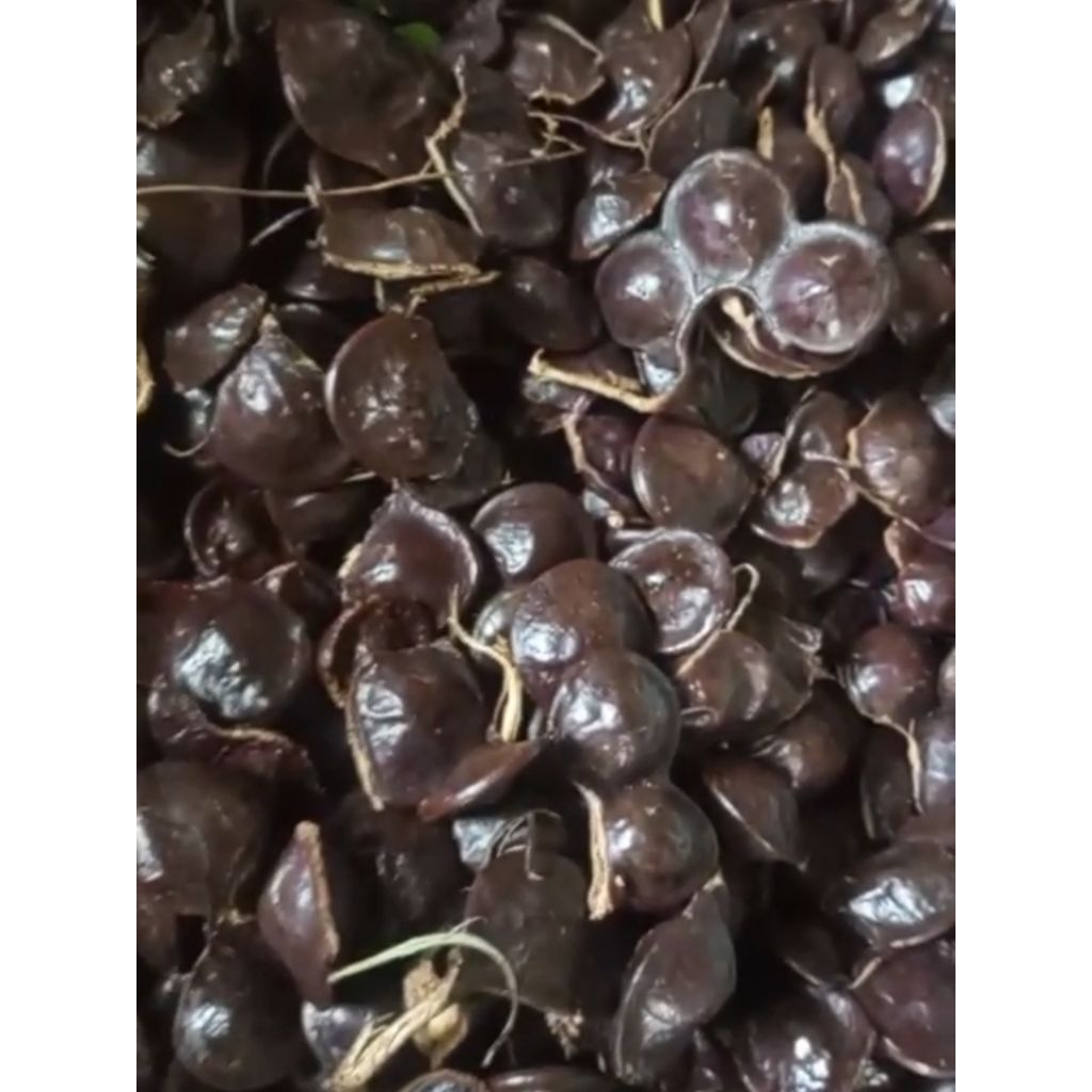 jengkol muda mentah 1kg dari petani