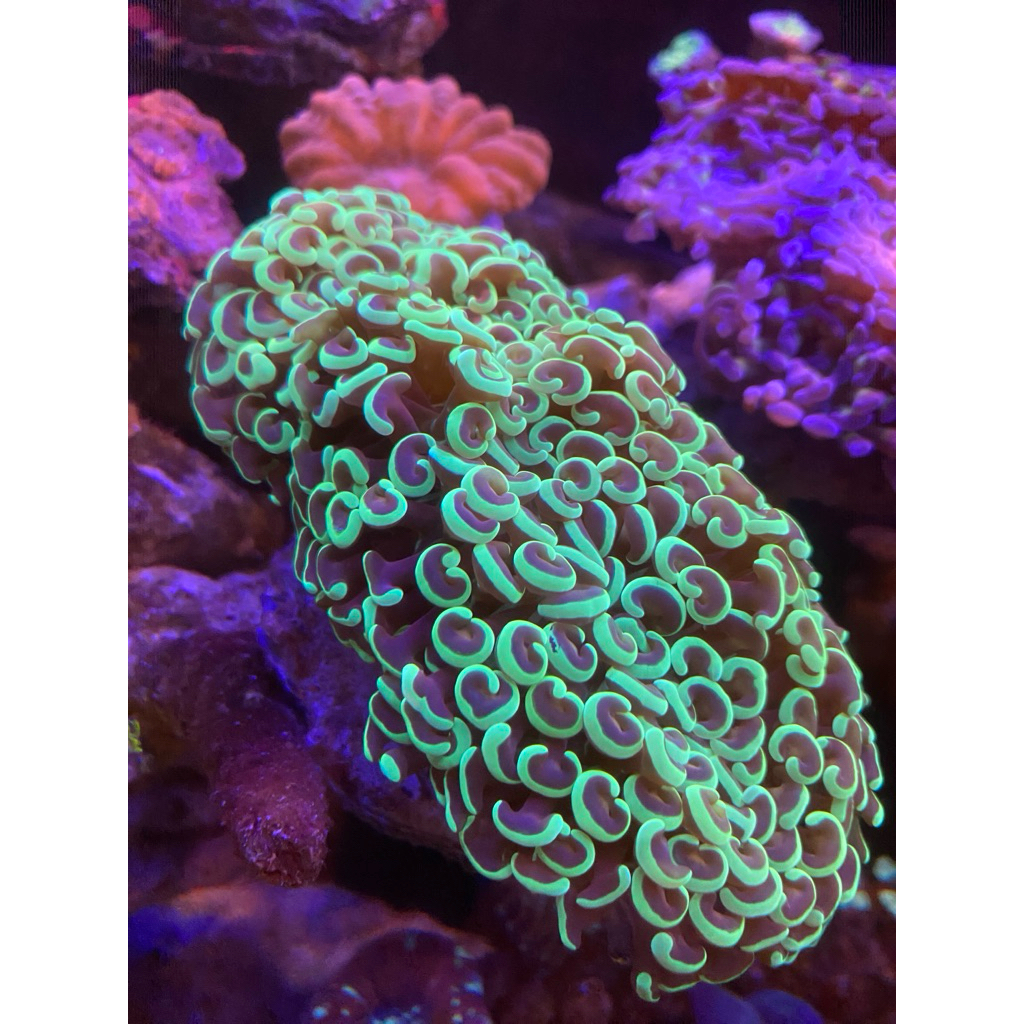 Coral/siwalan hijau batu wysiwg