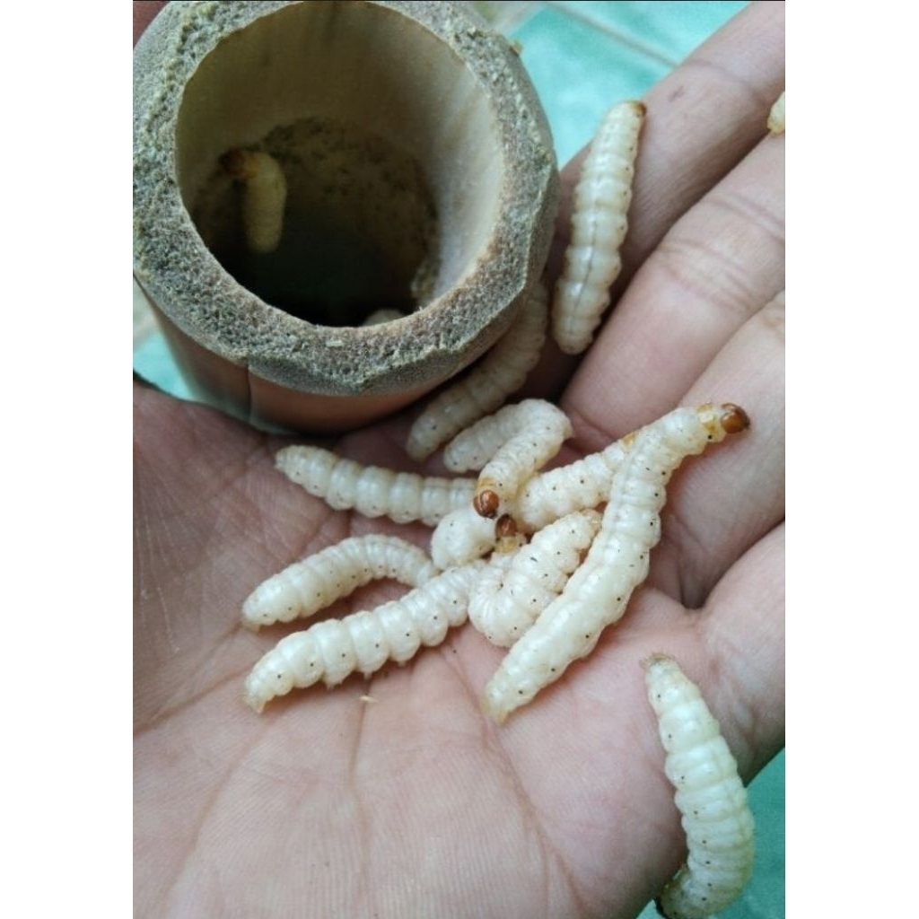 Ulat Bambu Hidup Cilung Cangcilung 60 ekor bikin 2 tabung 1 tabung isi 30 ekor