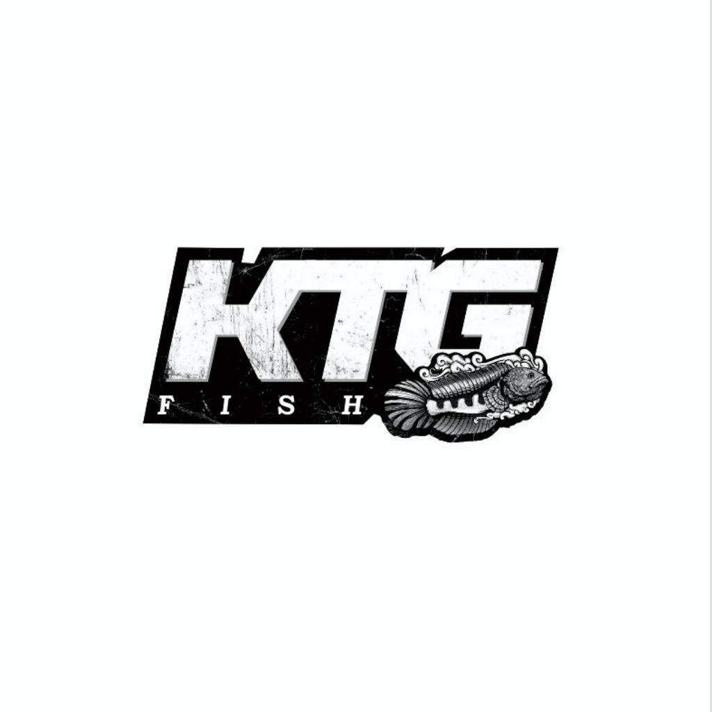 Stiker Channa limbata 5-6cm 2 ekor