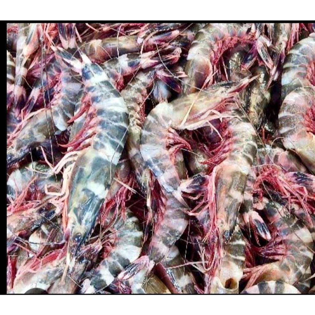 Udang windu tiger / Udang loreng windu / windu udang loreng box 1 kg