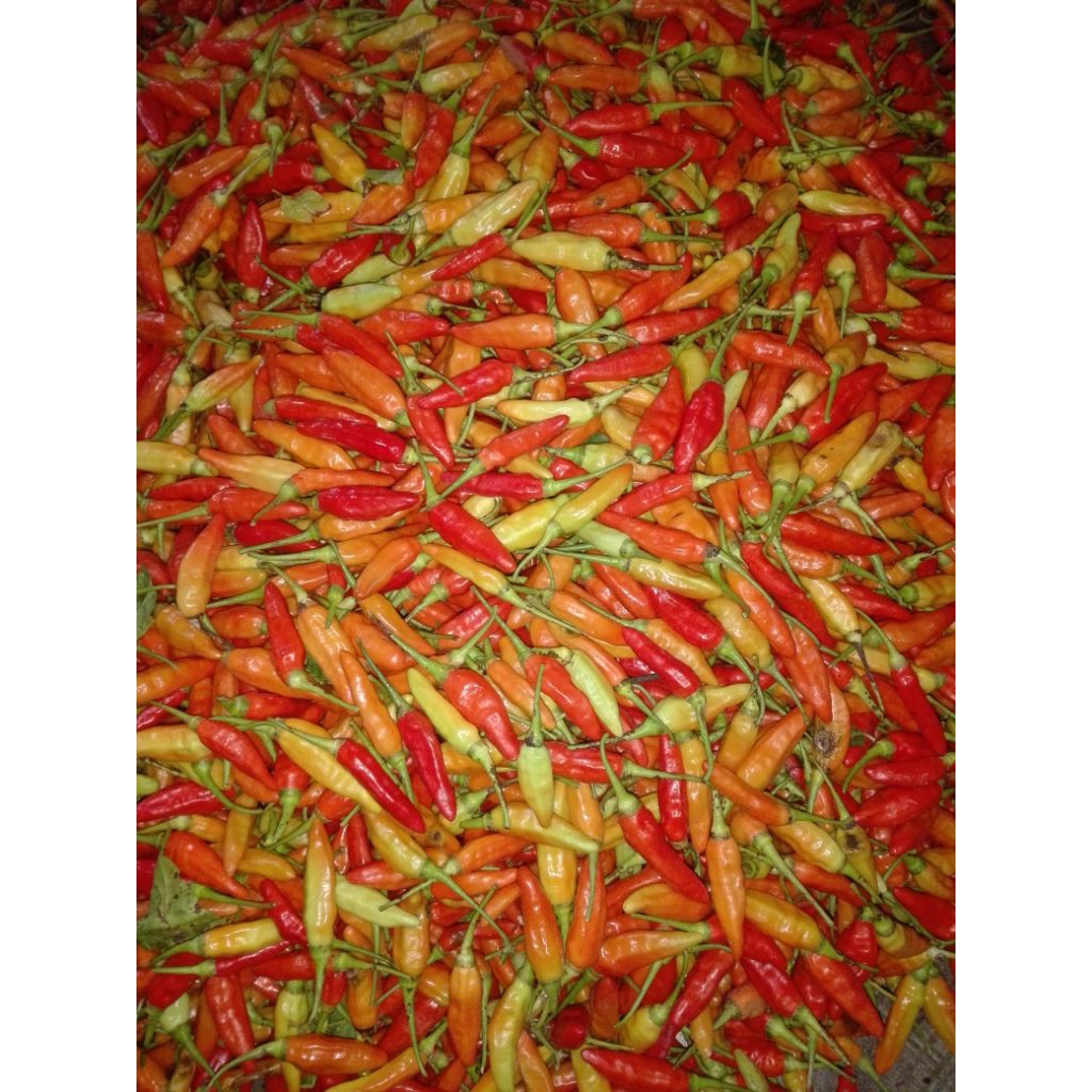 CRM cabai rawit merah, cabai pedas, cabai jenis ori kiloan 250 gr