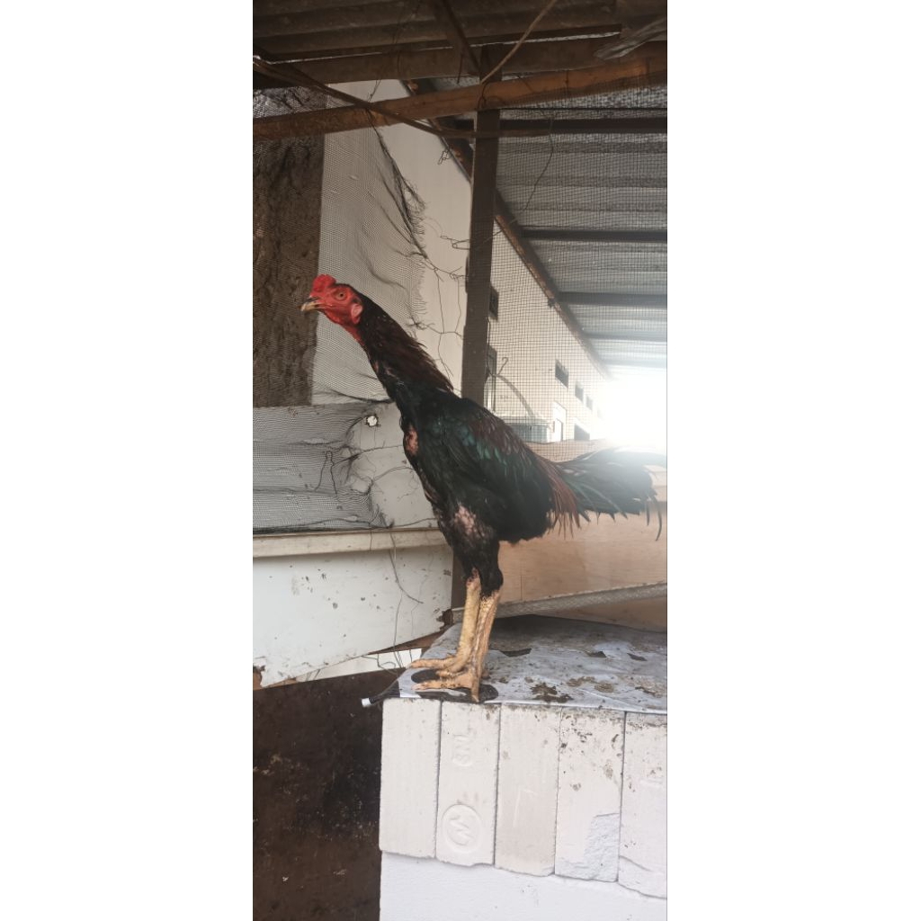 ayam kampung x birma