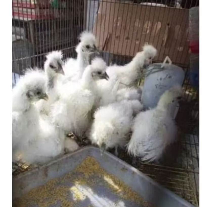 AYAM KAPAS ANAKAN REMAJA