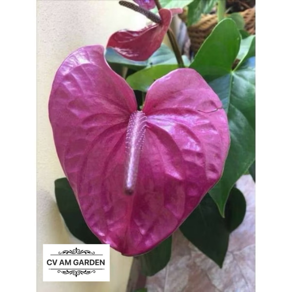 Tanaman Hias Anthurium Mickey Mouse Bunga Ungu besar / anturium bunga