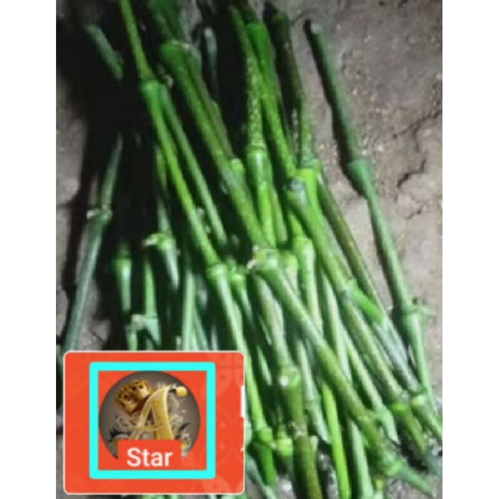 bibit melada stek bust sambung lada merica