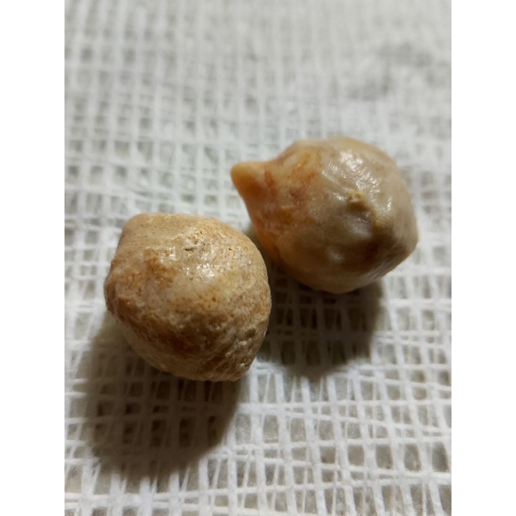 batu unik fosil 2 biji