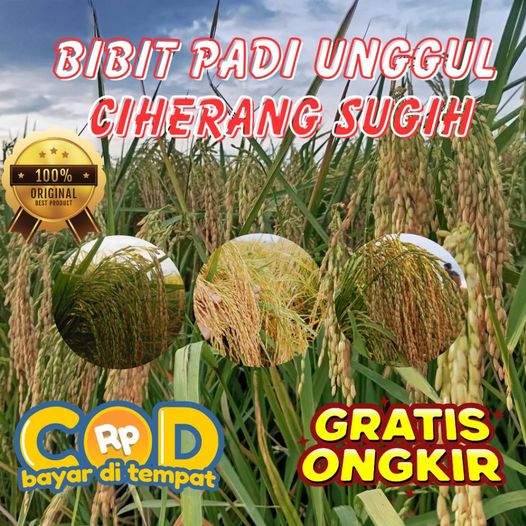 BIBIT PADI UNGGUL CIHERANG SUGIH PREMIUM KEMASAN 1 KG